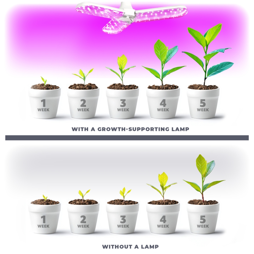Ampoule LED pour la croissance des plantes PLANTY E27/24W/230V 1200K