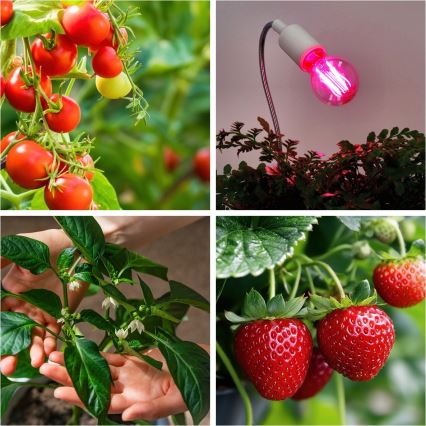 Ampoule LED pour la croissance des plantes PLANTY E27/8W/230V 1200K