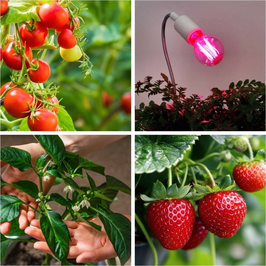 Ampoule LED pour la croissance des plantes PLANTY E27/8W/230V 1200K
