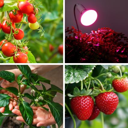 Ampoule LED pour la croissance des plantes PLANTY E27/9W/230V 1200K blanc