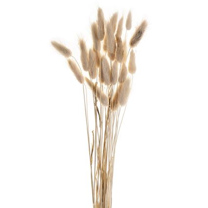 Eglo - Getrocknete Blume 60 cm beige