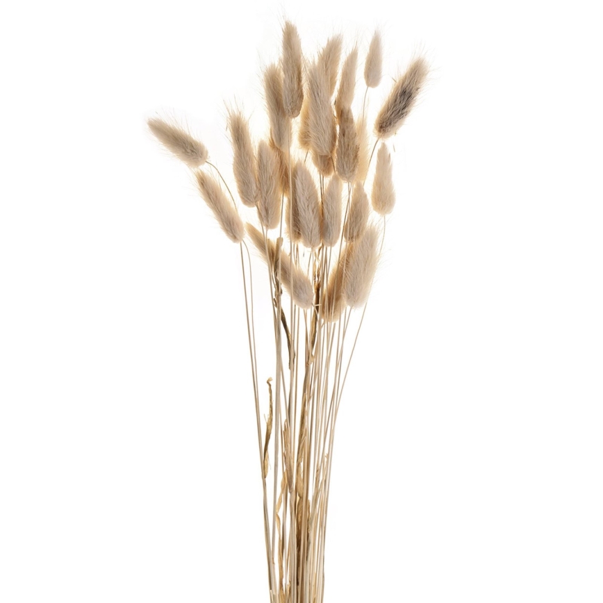 Eglo - Getrocknete Blume 60 cm beige