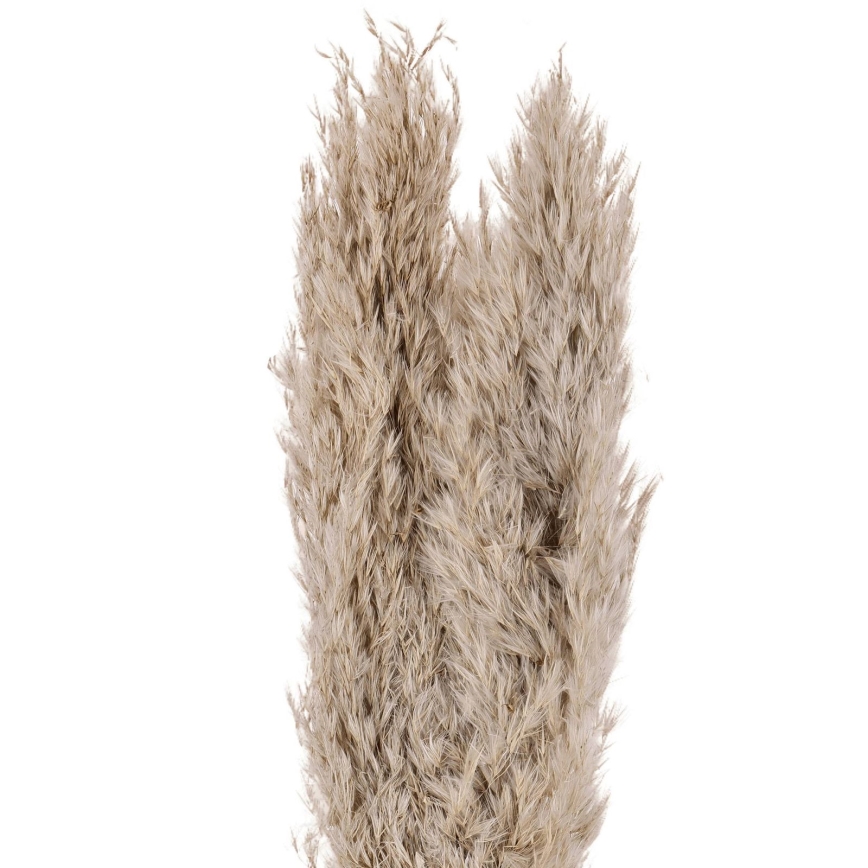 Eglo - Fleur séchée 55 cm beige