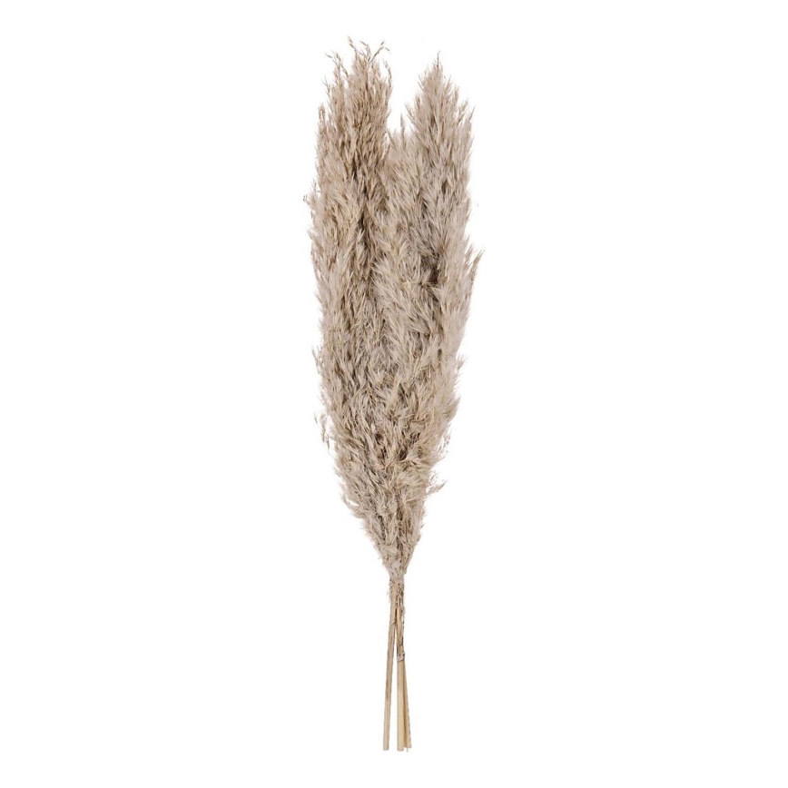 Eglo - Getrocknete Blume 55 cm beige