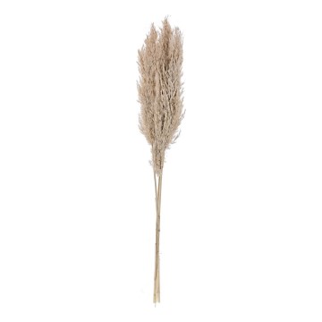 Eglo - Getrocknete Blume 85 cm beige