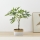 Eglo - Plante artificielle dans un pot de fleurs 61x40,6 cm