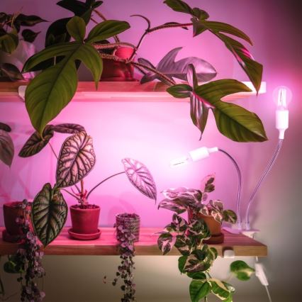 Flexible Tischleuchte mit Klemme für die Pflanzenzucht PLANTY 2xE27/30W/230V weiß