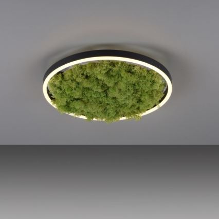 JUST LIGHT. 15391-66 - Dimmbare LED-Deckenleuchte GRÜN RITU LED/20W/230V