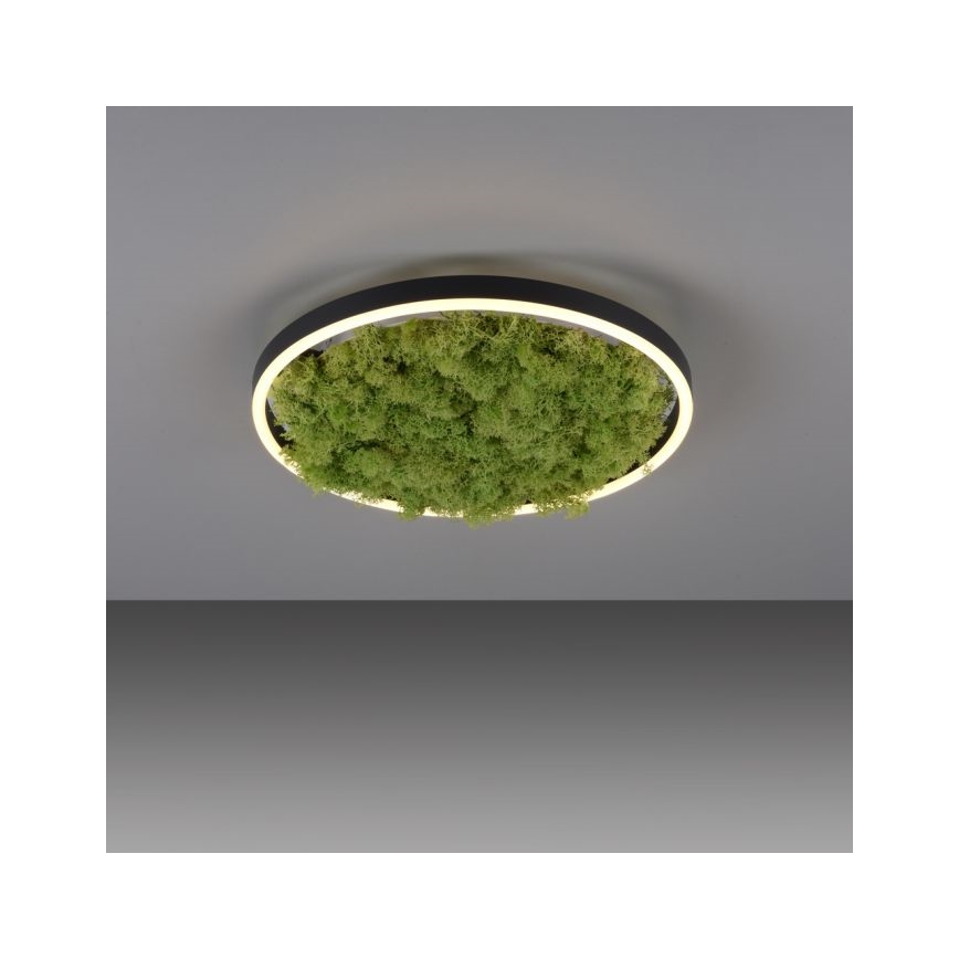 JUST LIGHT. 15391-66 - Dimmbare LED-Deckenleuchte GRÜN RITU LED/20W/230V