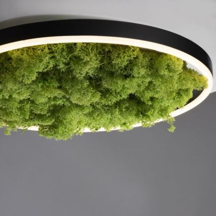 JUST LIGHT. 15391-66 - Dimmbare LED-Deckenleuchte GRÜN RITU LED/20W/230V