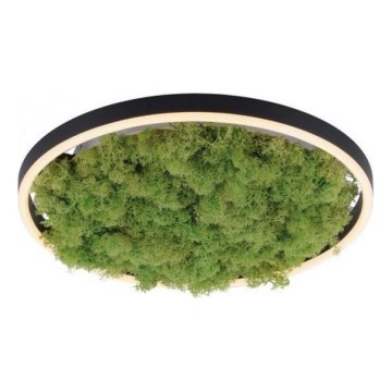 JUST LIGHT. 15391-66 - Plafoniera LED dimmerabile VERDE RITU LED/20W/230V