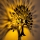 Lampada da parete HEART TREE 1xE27/40W/230V nera