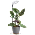 Lampada da tavolo dimmerabile a LED per coltivazione piante VERDI LED/5W/5V 1300K CRI 95 bianca