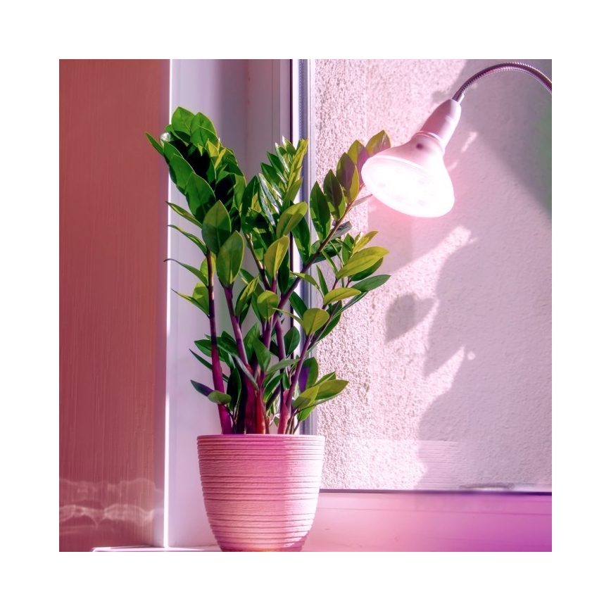 Lampadina LED per crescita piante PLANTY E27/7W/230V 1200K bianco