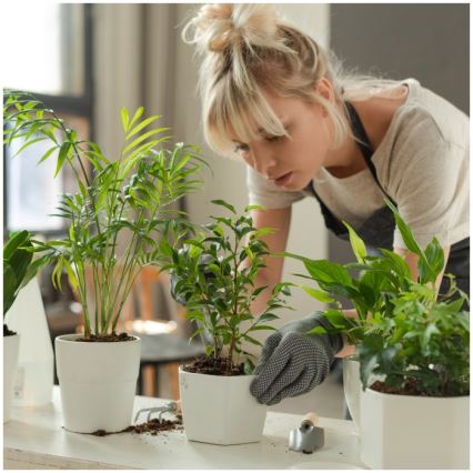 LED Lampe de table dimmable pour culture de plantes VERDI LED/5W/5V 1300K IRC 95 noire