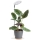 Lampe de table LED dimmable pour la culture des plantes VERDI LED/5W/5V 1300K IRC 95 blanche