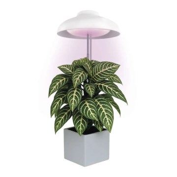 Lampe d'intérieur LED pour culture de plantes GROW LED/5W/5V