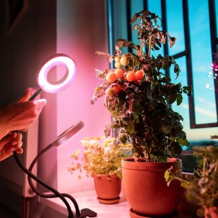 Lampe de bureau flexible à LED dimmable avec clip pour culture de plantes VITARO 2xLED/4W/230V noir