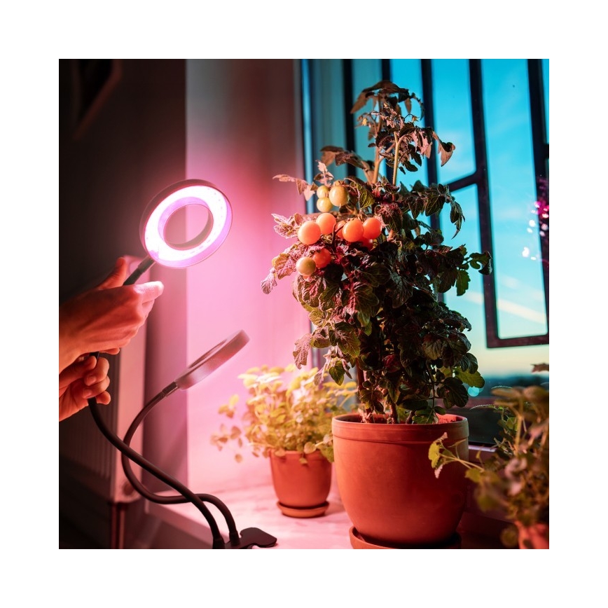 Lampe de bureau flexible à LED dimmable avec clip pour culture de plantes VITARO 2xLED/4W/230V noir