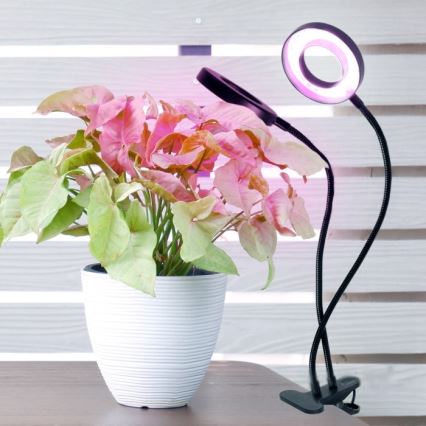 Lampe de bureau flexible à LED dimmable avec clip pour culture de plantes VITARO 2xLED/4W/230V noir