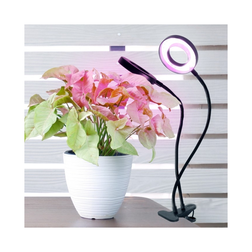 Lampe de bureau flexible à LED dimmable avec clip pour culture de plantes VITARO 2xLED/4W/230V noir