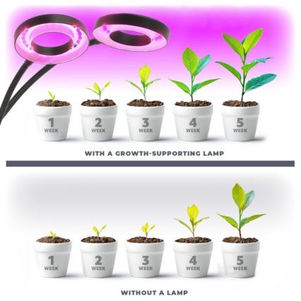 Lampe de bureau flexible à LED dimmable avec clip pour culture de plantes VITARO 2xLED/4W/230V noir