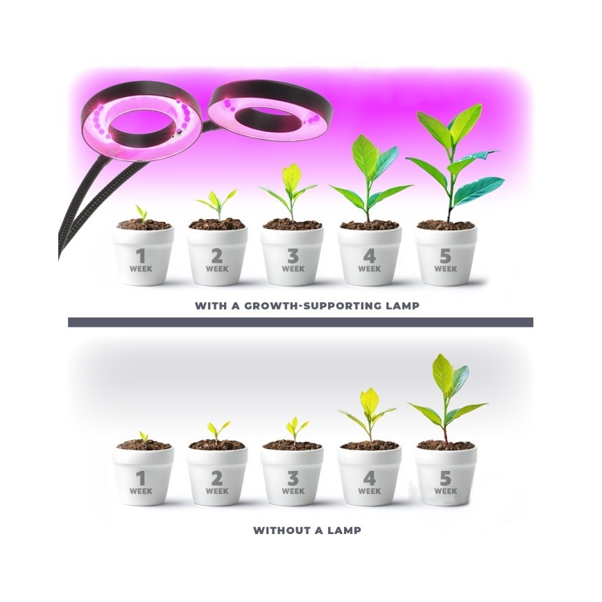 Lampe de bureau flexible à LED dimmable avec clip pour culture de plantes VITARO 2xLED/4W/230V noir