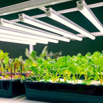 LED-Küchenunterbauleuchte für die Pflanzenzucht GROWLY LED/9W/230V weiß