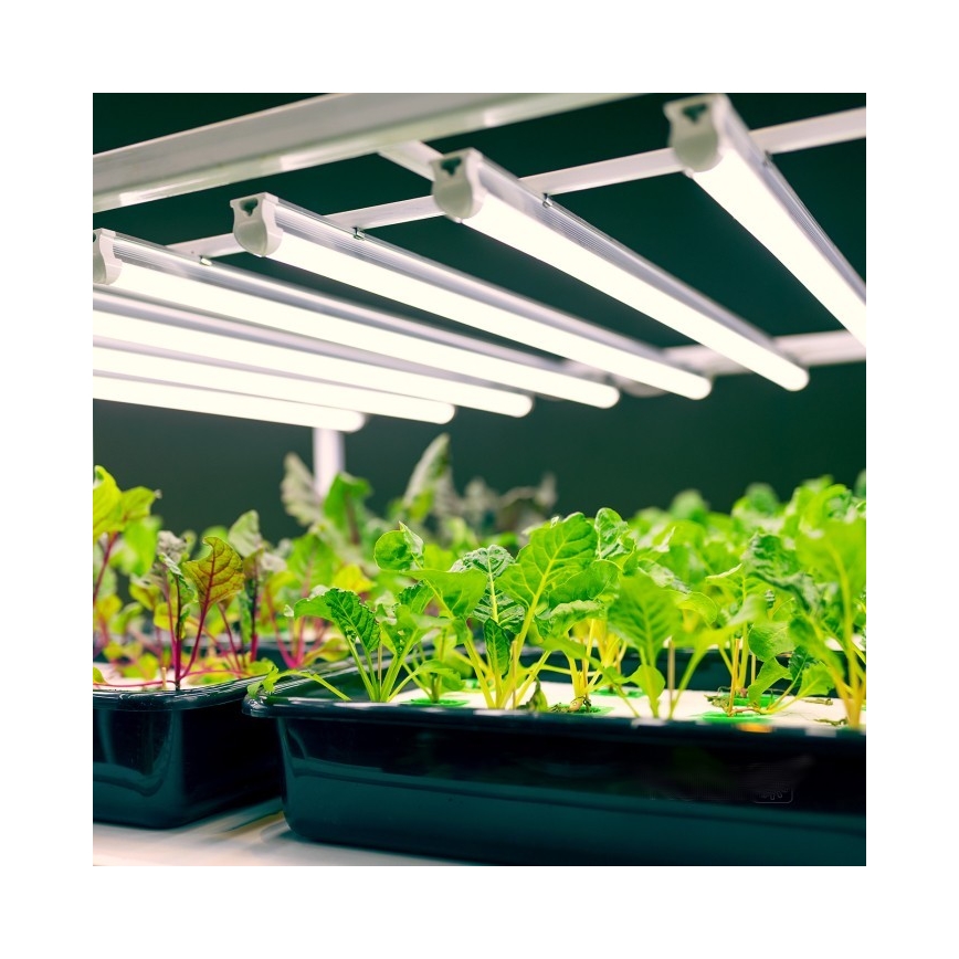LED-Küchenunterbauleuchte für die Pflanzenzucht GROWLY LED/9W/230V weiß