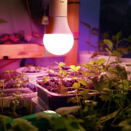 LED Lampadina per la crescita delle piante PLANTY E27/11W/230V 1200K bianco
