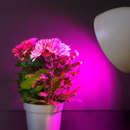 LED Lampadina per la crescita delle piante PLANTY E27/11W/230V 1200K bianco