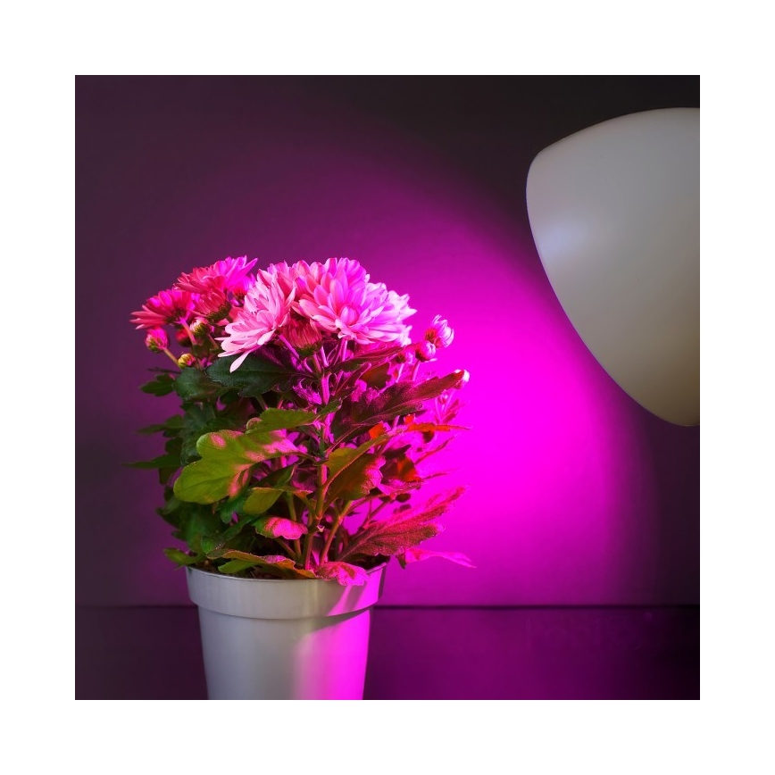 LED Lampadina per la crescita delle piante PLANTY E27/11W/230V 1200K bianco