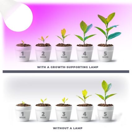 LED Lampadina per la crescita delle piante PLANTY E27/11W/230V 1200K bianco