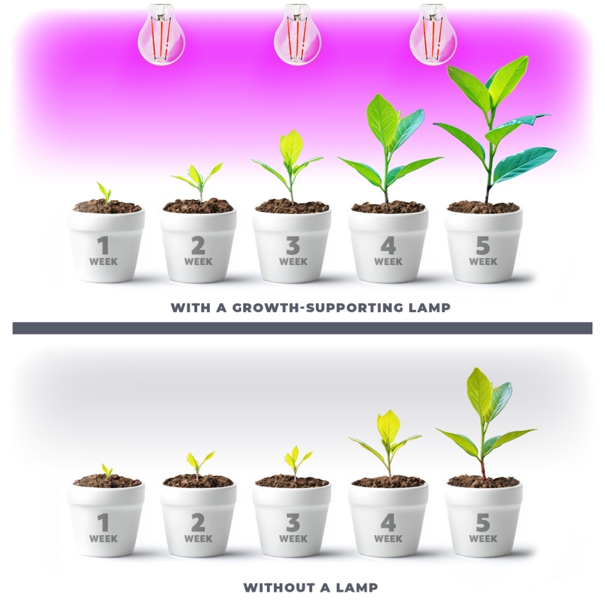 LED Lampadina per la crescita delle piante PLANTY E27/8W/230V 1200K