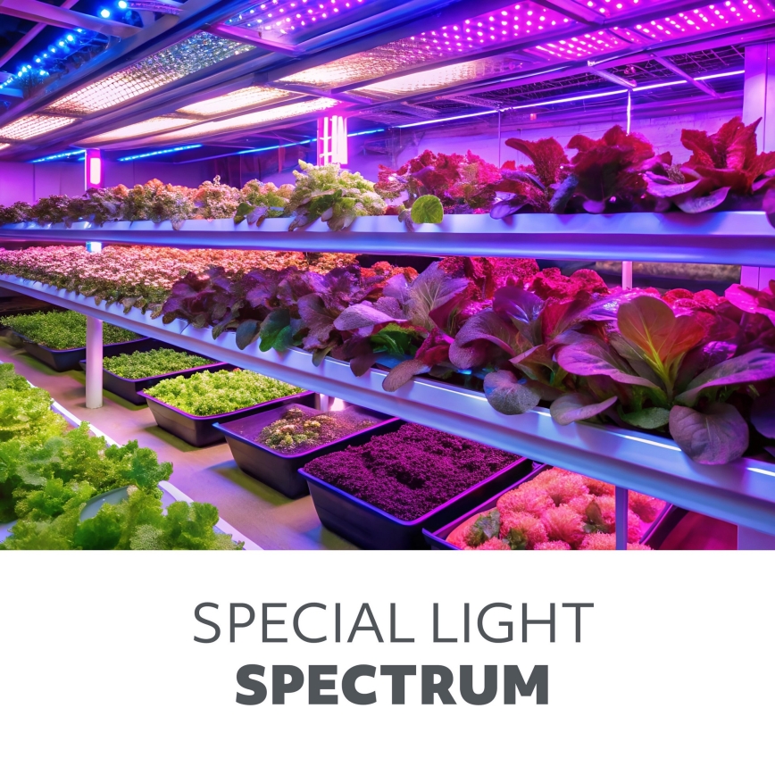 LED Lampadina per la crescita delle piante PLANTY E27/8W/230V 1200K