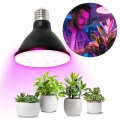 LED Lampadina per la crescita delle piante PLANTY E27/9W/230V 1200K nero