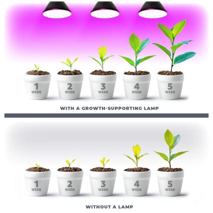 LED Lampadina per la crescita delle piante PLANTY E27/9W/230V 1200K nero