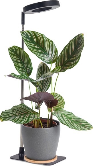 LED Lampe de table dimmable pour culture de plantes VERDI LED/5W/5V 1300K IRC 95 noire