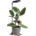 LED Lampe de table dimmable pour culture de plantes VERDI LED/5W/5V 1300K IRC 95 noire