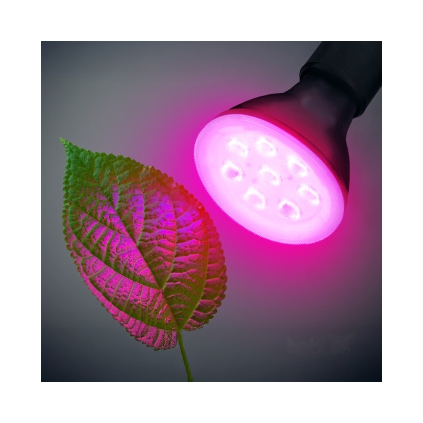 LED-Leuchtmittel für die Pflanzenzucht PLANTY E27/7W/230V 1200K schwarz