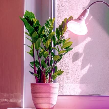 LED-Leuchtmittel für die Pflanzenzucht PLANTY E27/7W/230V 1200K weiß