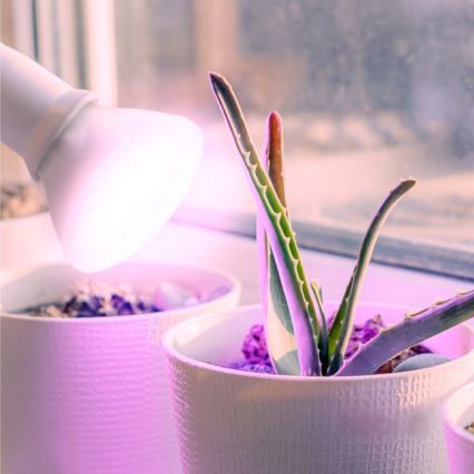 LED-Leuchtmittel für die Pflanzenzucht PLANTY E27/7W/230V 1200K weiß