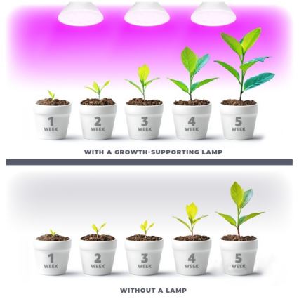 LED-Leuchtmittel für die Pflanzenzucht PLANTY E27/7W/230V 1200K weiß