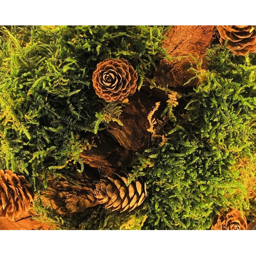 Li-Go 23654 - Lampe de table décorative LED dimmable LED/12W/230V 20×22 cm, finition noyer / composition en mousse