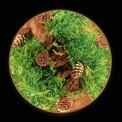 Li-Go 23654 - Lampe de table décorative LED dimmable LED/12W/230V 20×22 cm, finition noyer / composition en mousse