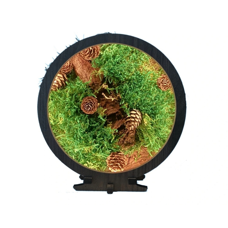 Li-Go 23654 - Lampada da tavolo decorativa dimmerabile a LED/12W/230V 20x22 cm noce/composizione con muschio