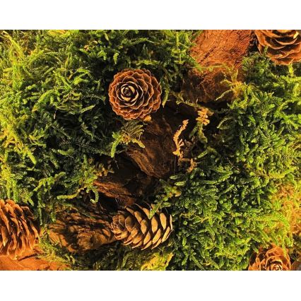 Li-Go 23654 - Lampada da tavolo decorativa dimmerabile a LED/12W/230V 20x22 cm noce/composizione con muschio
