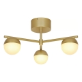 Nordlux - Plafonnier CONTINA 3xG9/5W/230V laiton