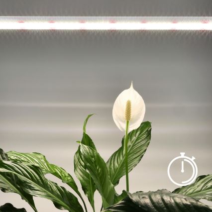 Réglette de cuisine pour la culture des plantes GROWLY LED/15W/230W