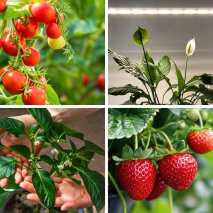 Réglette de cuisine pour la culture des plantes GROWLY LED/15W/230W